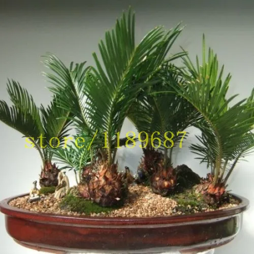 10 PCS BONSAI cycas tree seeds rare mini bonsai foliage plants purify the air cycads treein