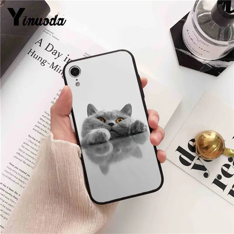 British Shorthair cat Top Design