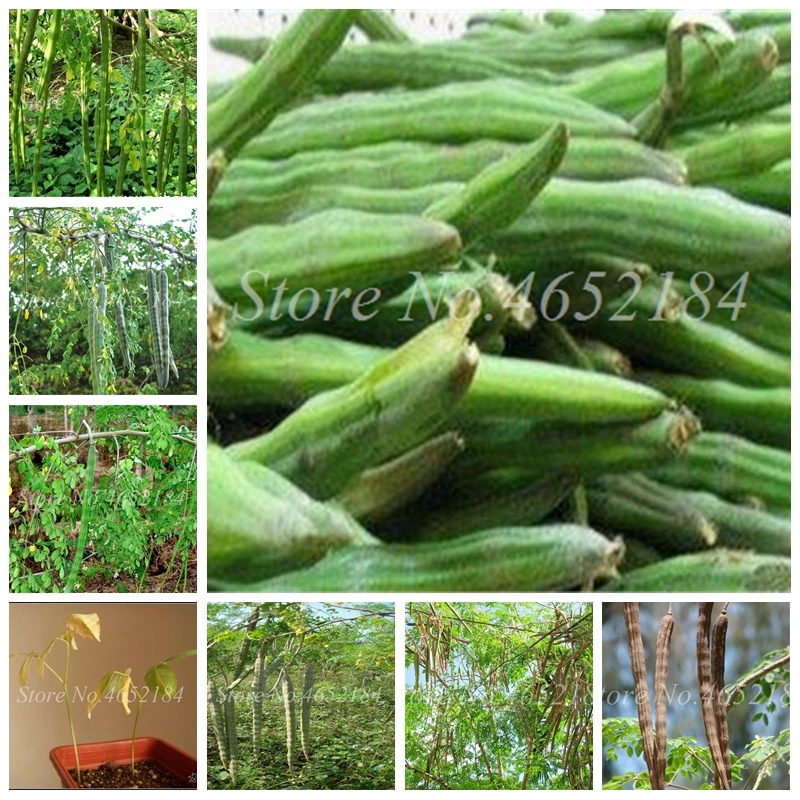 

5 pcs/ bag Indian Moringa Bonsai, Edible Ornamental Flores, Home Garden Plant, Outdoor Garden Tree Plantas for Flower Pot Decor