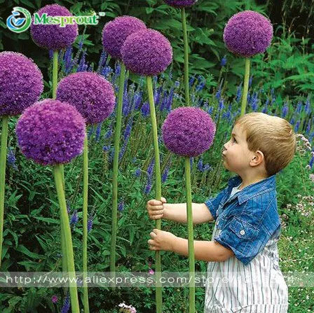

Rare Flower, 30pcs/bag Giant Onion (Allium Giganteum) Bonsai Beautiful Flower Bonsai Plant Home Garden Free Shipping