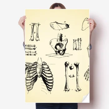 

Medical Sketch Sticker Poster Decal 31x22"