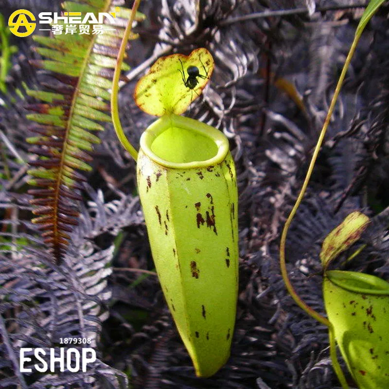 50 PCS Seeds Pregnant Nepenthes Garden Potted Bonsai Carnivorous Plants 2021 New 