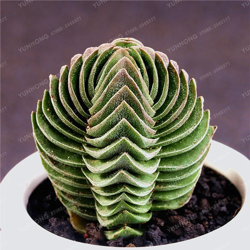 суккулент экобио. эхеверия гастерия. суккулент эхеверия хавортия. эхеверия марс галакси. суккулент эхеверия echeveria.