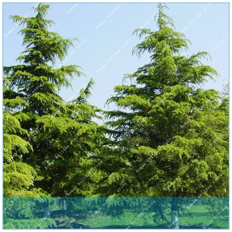 

ZLKING 10 pcs cedar chinese cheap tree pine Resistance to cold