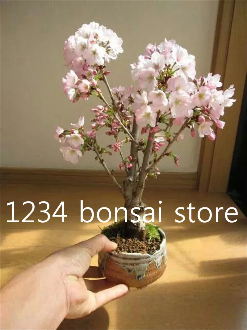 10 Pcs Rare sakura bonsai flower seedling outdoor, Bonsai plants Cherry Blossoms office desktop flowers Tree for home & garden 10 Pcs Rare sakura bonsai flower seedling outdoor, Bonsai plants Cherry Blossoms office desktop flowers Tree for home & garden