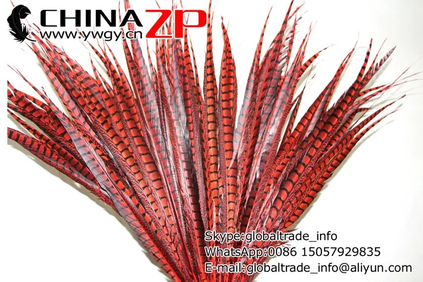 lady amherst pheasant feathers (36)