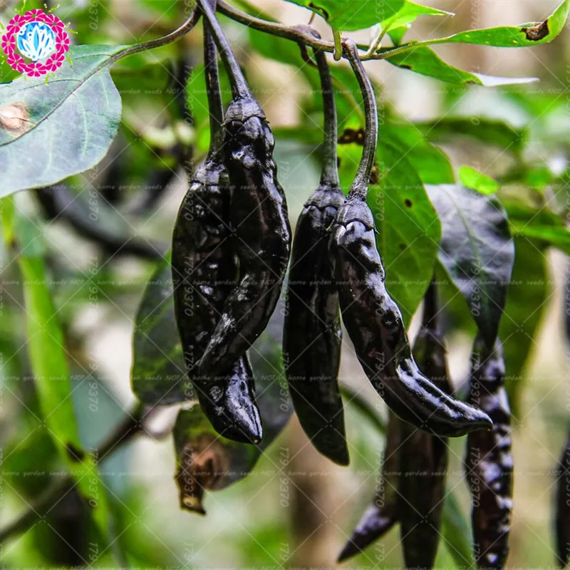 

100pcs Hot Black Cobra Peppers,Chili .Rare NO-GMO Organic chinese vegetable for home garden planting Herbal food