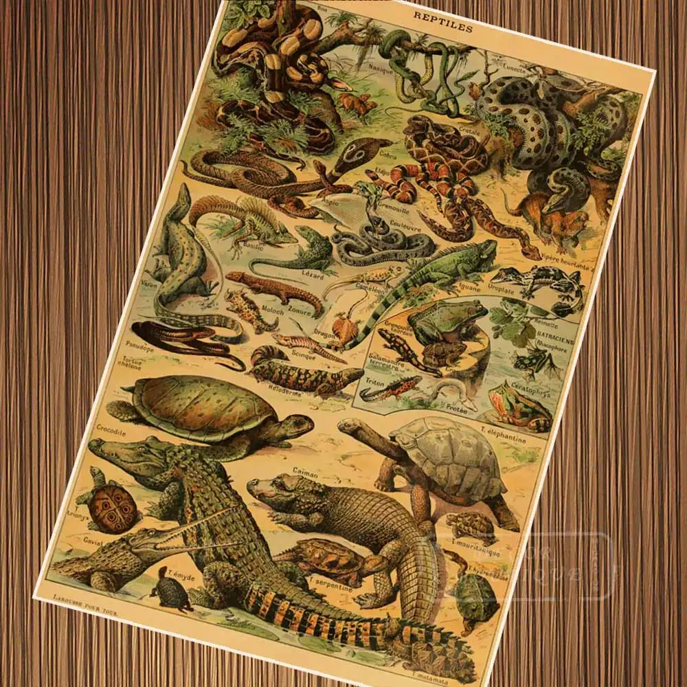 Adolphe Millot рептилий змей крокодиловая иллюстрация ретро старинный крафт плакат Холст Картина Настенная Наклейка домашний Декор подарок - Цвет: Синий
