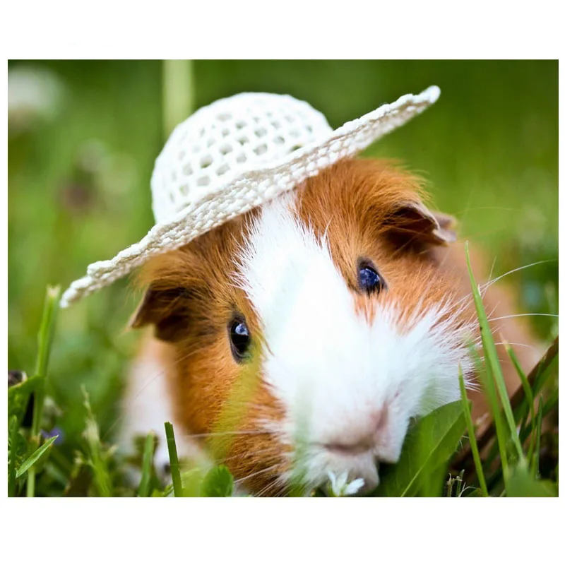 

diy diamond painting full square/round Diamond Embroidery sale 5d Mosaic hat Guinea pig animal for kid Home Decor