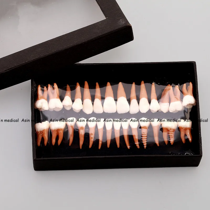 Высокое качество стоматологические пероральные 28 шт. взрослые постоянные модели зубов полный месяц стоматологический подарок коммуникационные модели зубов