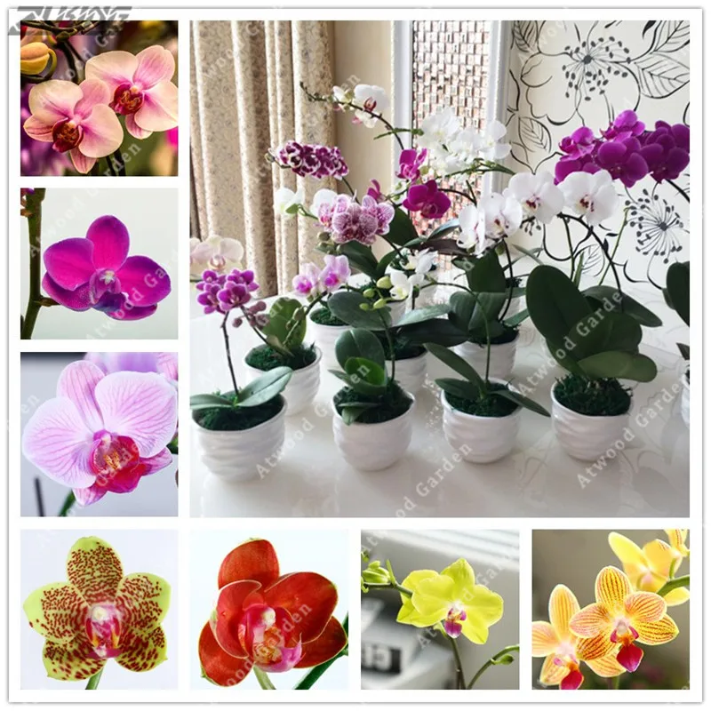 

50 pcs/bag orchid , bonsai Butterfly phalaenopsis orchid flower , balcony plant for home garden indoor flower