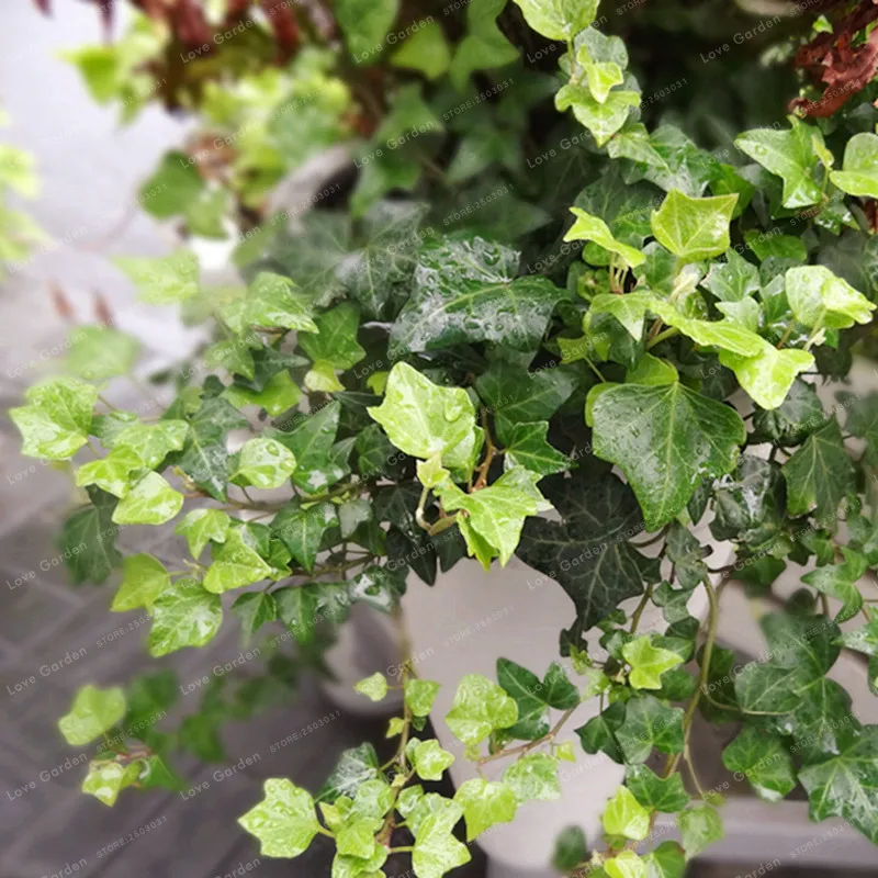 Hedera nepalensis бонсай 50 шт. без ухода декоративное растение Зеленый плюща бонсай растения в горшках анти-излучения ультрафиолетового излучения