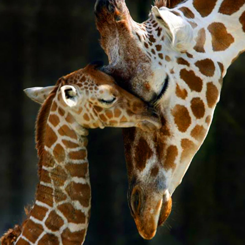 Giraffe%20Snuggles%20Painting