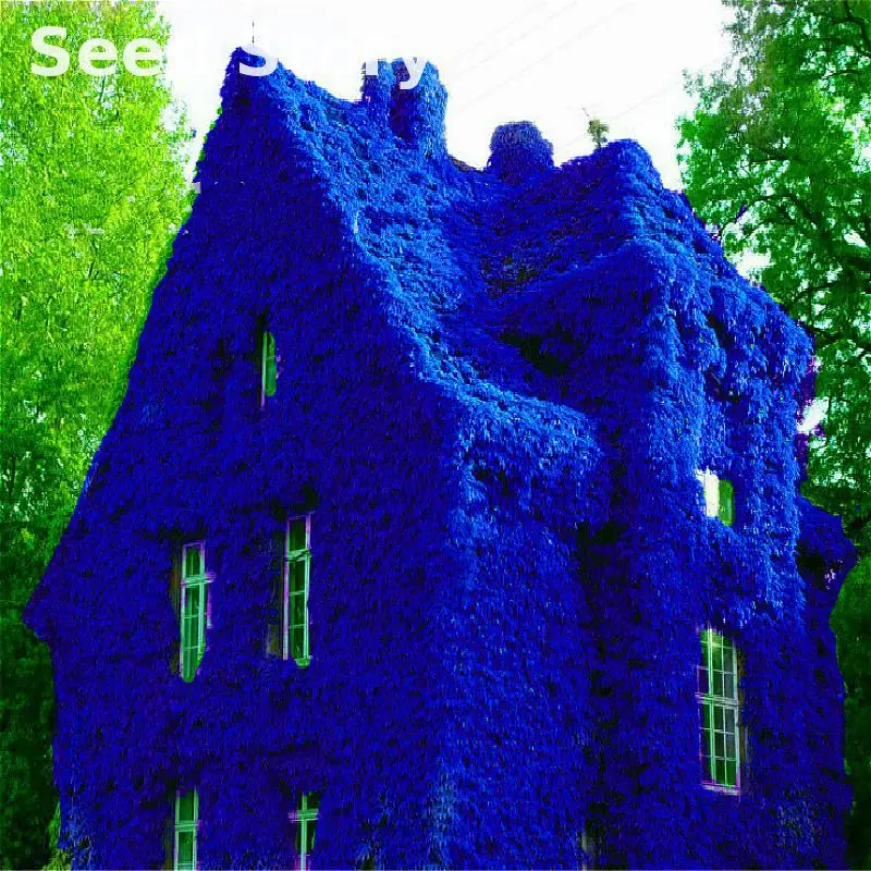 

Free Shipping 100pcs Boston Blue Ivy plants Rare And Original Japanese Creeper plants Anti-radiation Diy Plant bonsai For Home J
