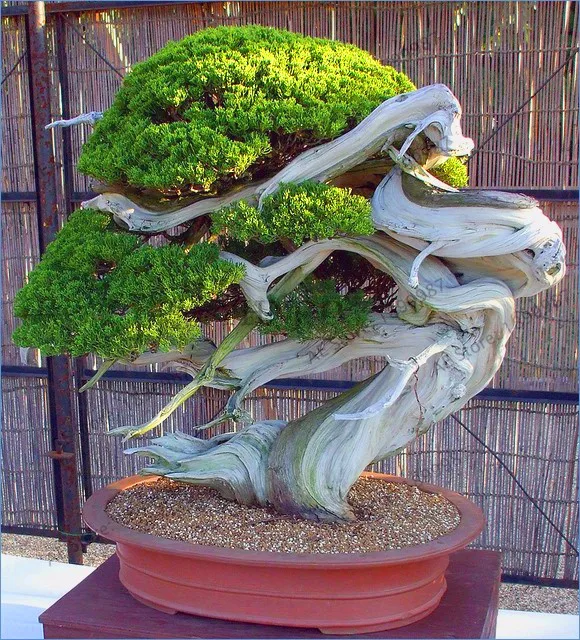 Juniper Bonsai Tree Potted Flowers Purify Air Absorb Harmful Gases Plants Shippi Best Seeds