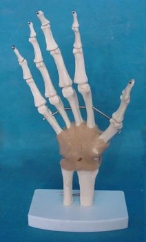 

1:1 Size Natural Big Human Hand Model Hand Joint Model with Ligaments Hand Joint Bone Skeleton Model Medical Teaching Mold