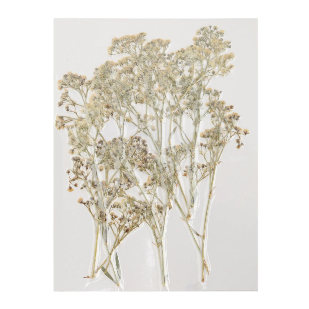12PCS Natural Pressed Flower for Card Making & Floral Arranging DIY Decor Gypsophila