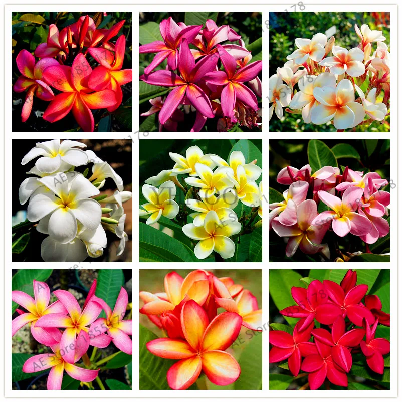 

20pcs/bag,Multiple color Frangipani Plumeria Rubra Flower flores,perennial beautiful bonsai plant for home and garden planting