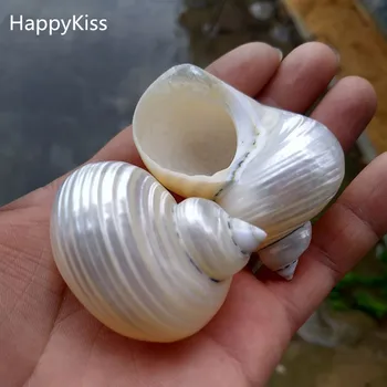 

HappyKiss 2pcs Natural conch shells Rong screw roll shell fish hermit crab is special Aquarium aquatic scenery