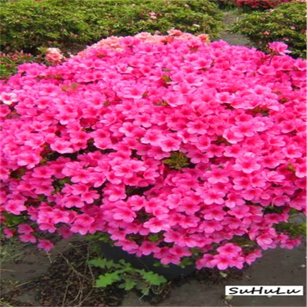 100 pcs/bag Japanese azalea Bonsai,rhododendron azalea