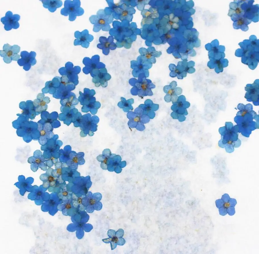 100 шт. прессованный высушенный окрашенный синий Myosotis sylgatica Forgetmenot цветочный