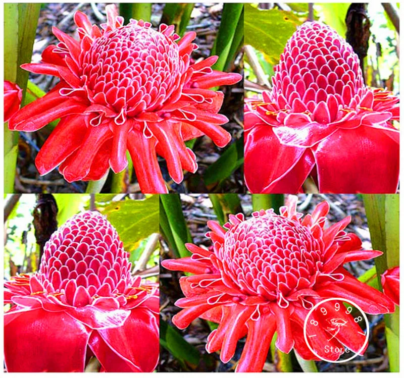 

Promotion!RED Torch Ginger Plant Flower bonsai - Etlingera elatior - Perfect Houseplant - EXOTIC and EDIBLE, 100 Pcs/Lot