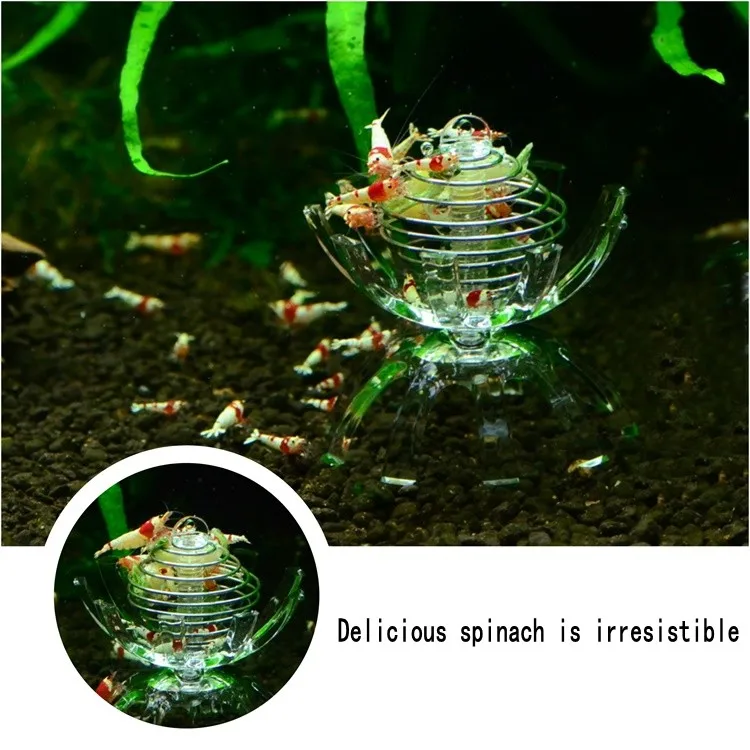 13_conew1