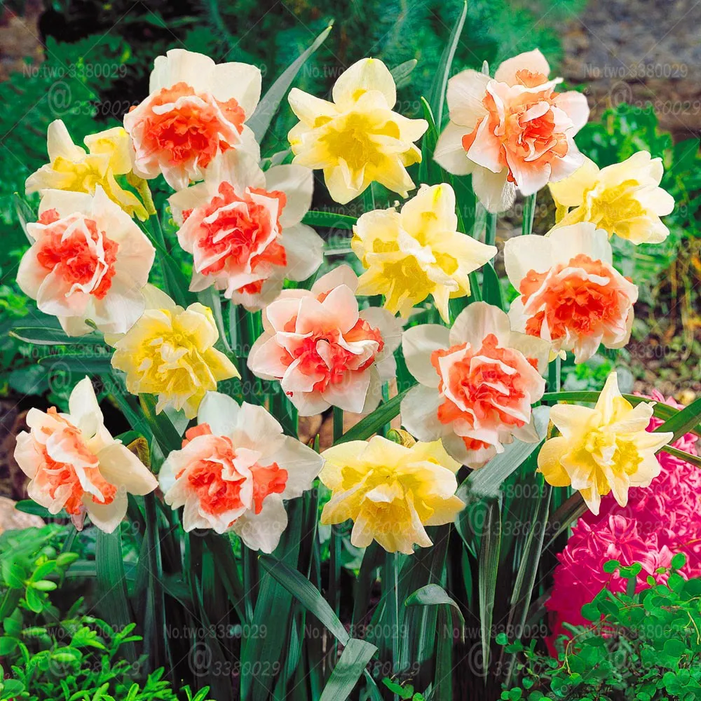 

200Pcs Narcissus flower Bonsai rare daffodil flowers not bulbs sementes` plantas indoor perennial potted plant flores garden