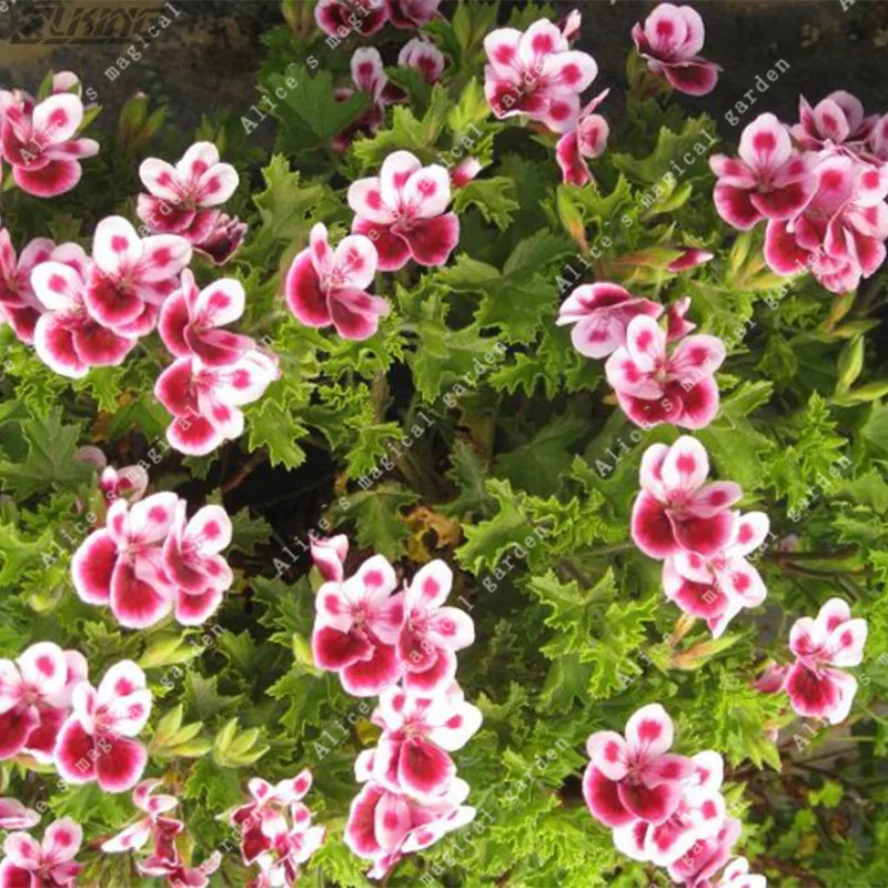 Купить Семена Редкой Пеларгонии