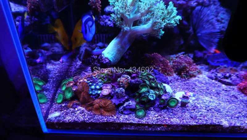 5 Channel Cree Epileds Red Royal Blue White Cyan UV LED Reef Tank Aquarium Light