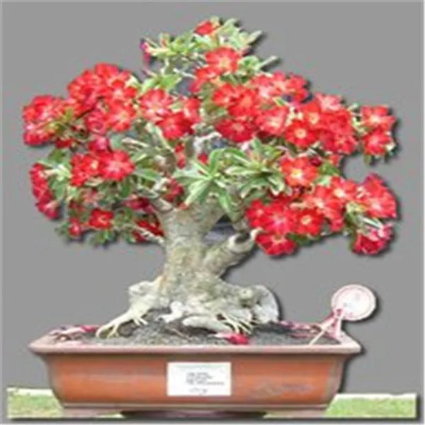 100% True Adenium Obesum Bonsai Exotic Desert Rose Flowers Balcony Desert-Rose Bonsai MultiColor Petals Succulents Tree 1 Pcs