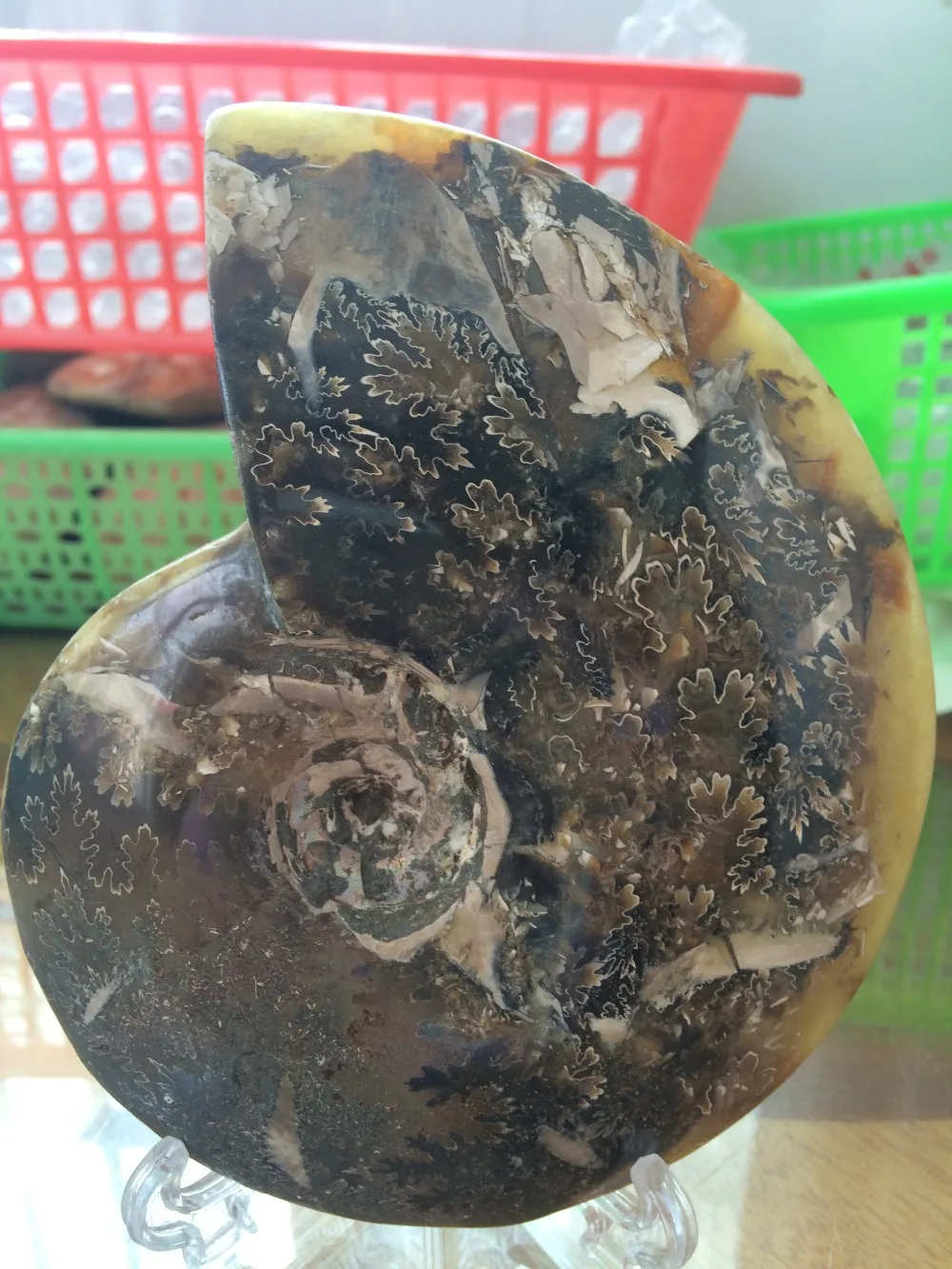 

569 grams.Natural snail ammonite fossils from Morocco to multicolor fire base