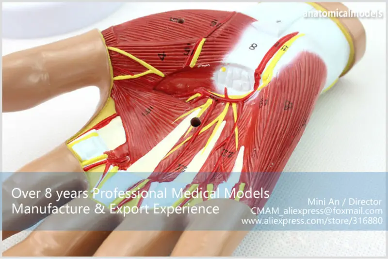 MUSCLE08 CMAM model 4-parts hand anatomy 9