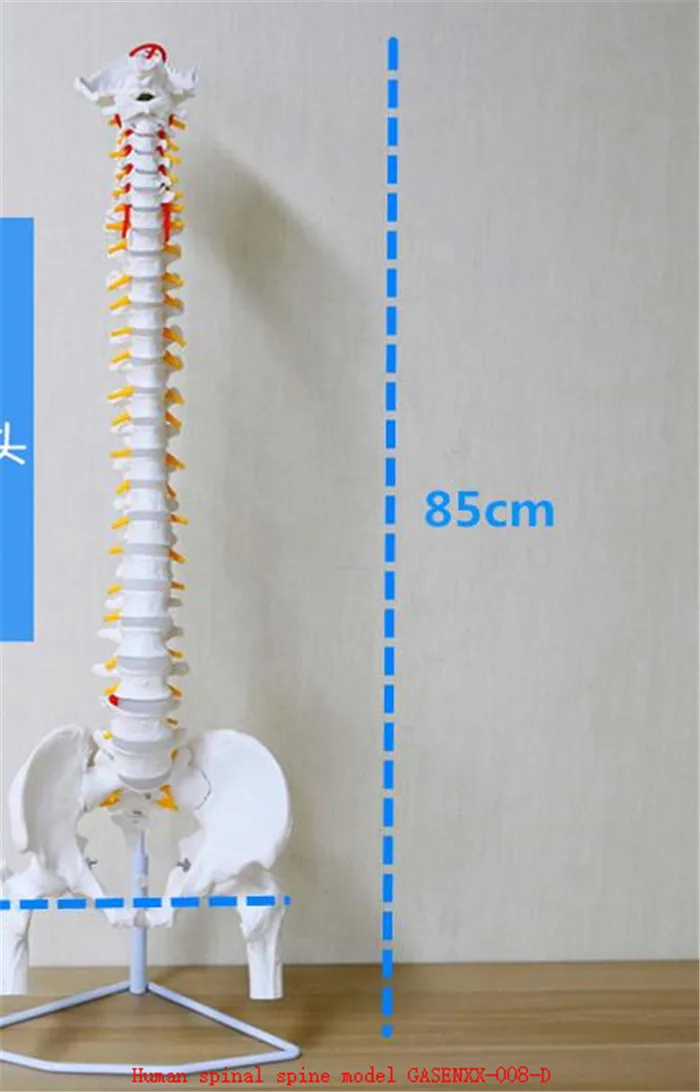 

Root cervical spine Root thoracic vertebrae Root lumbar spine Sacral Coccyx Human spinal spine model GASENXX-008-D