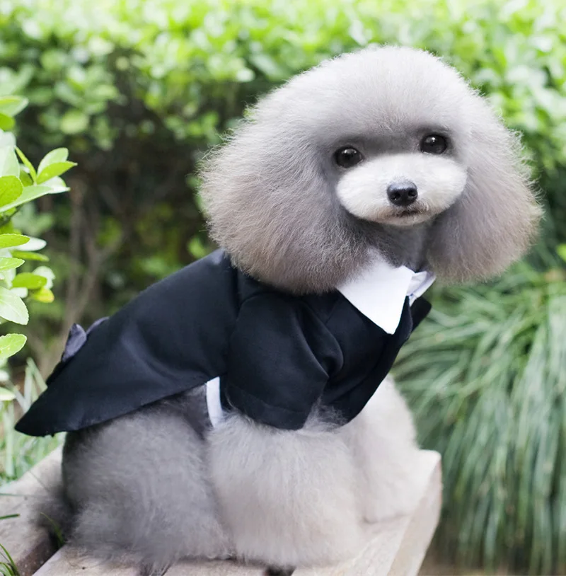 

New dog clothes pet clothing puppies dog Chihuahua Teddy black suit dress coat spring summer autumn and winter can wear