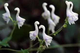 Swan Flowers Seeds 200pcs Chinese Characteristics Rare Flower Swan Flowers Seeds 200pcs Chinese Characteristics Rare Flower White Pot Planter Home Garden In Bonsai From On Aliexpress