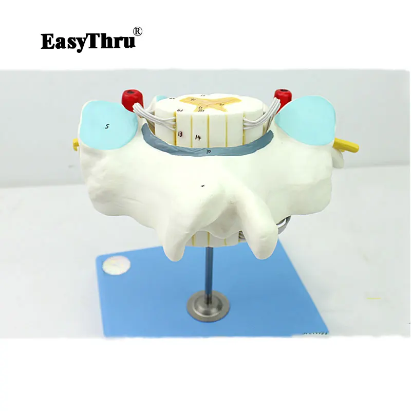 

Authentic Medical Human Cervical Vertebra Model Spinal Cord and Spinal Nerve Enlargement Model Neurobiology Anatomical Model