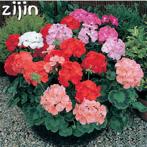 

50pcs Bonsai Geranium Plants Perennial Bonsai Flower Pelargonium Peltatum Floresling Potted Geranium For Home Garden
