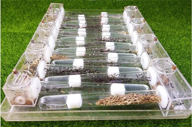18 мм стеклянные трубки Муравьиное гнездо акриловая муравьиная ферма Granja de Hormigas nid fourmis клетки для насекомых муравьи замок для студентов научное устройство