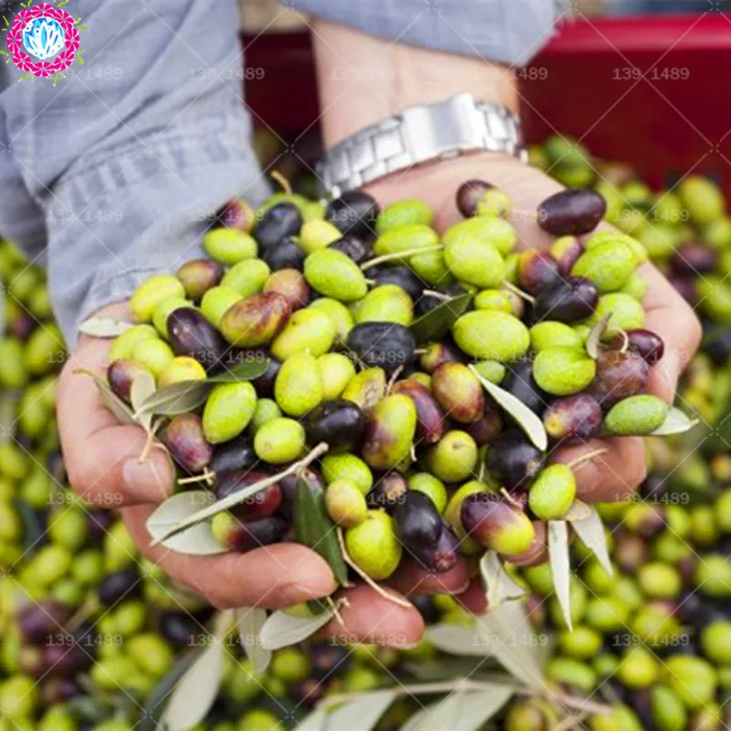 

BONSAI 2pcs giant Olive Organic edible fruit planting potted tree for home garden supplies