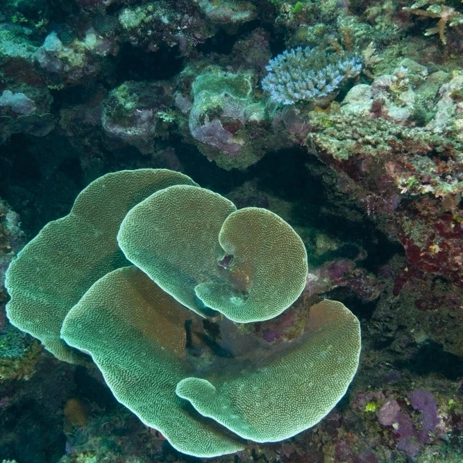 Cabbage Coral amongst other corals in the South Pacific Ocean  Fiji Poster Print (22 x 34)