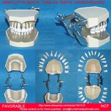 DENTAL MODEL TOOTH MODEL,ORAL CAVITY,NATURAL SIZE ORAL DENTAL TEACHING MODEL DETACHABLE DENTAL CARE (28 TEETH) -GASEN-RZKQ002