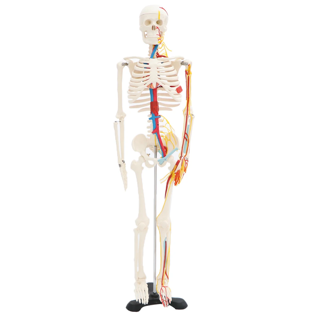 42cm Human Children Body Skeleton Model & 85cm Skeleton Bone Model with Heart Vessel School Anatomical Models Teaching Aids
