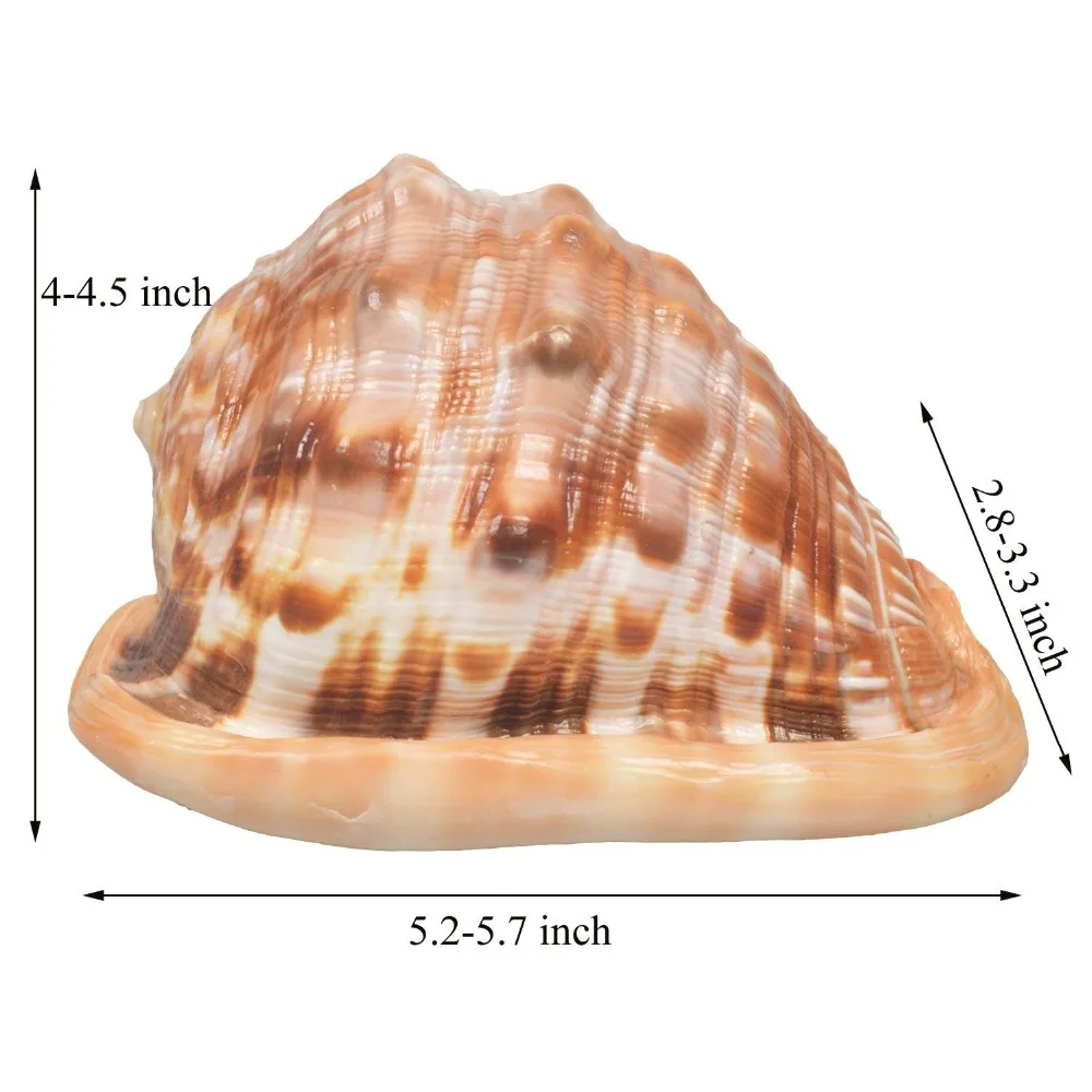 Большие натуральные морские ракушки, огромный океанская раковина 6,3-7 дюйм(ов) для свадебной пляжной вечерние, украшения дома, аквариум и ракушка коллектор