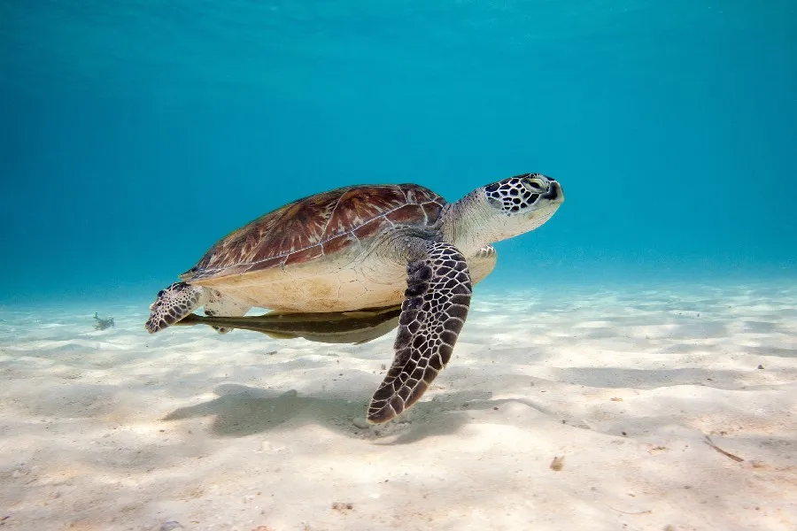 turtle sea water sand font b bottom b font shell Seascape poster silk fabric cloth print