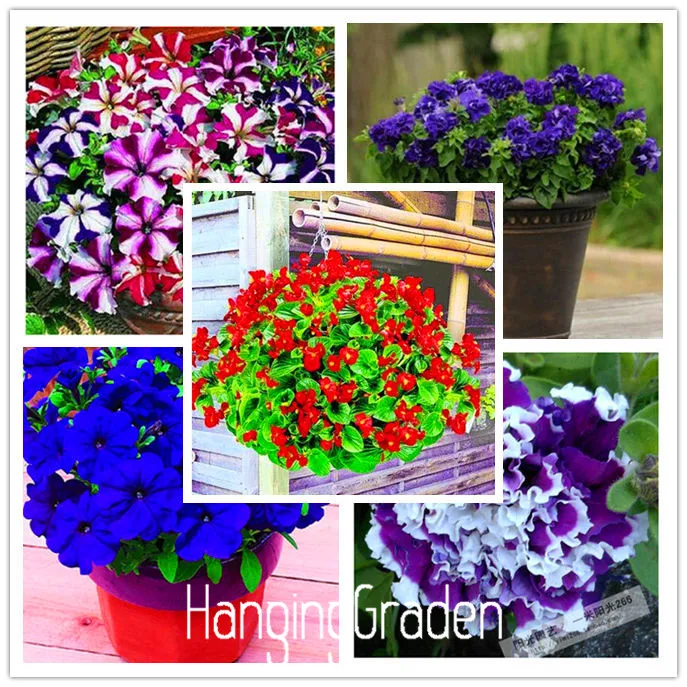 Лимонный ломтик Superbells calibachoa Petunia Annual Flower бонсай, 100 шт в упаковке, 24 цвета на выбор,# 7W4GYQ