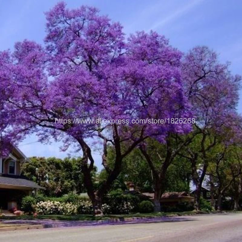 

50 pcs/bag bonsai paulownia Royal Empress Tree (Paulownia tomentosa) ourdoor plants flower home garden plants