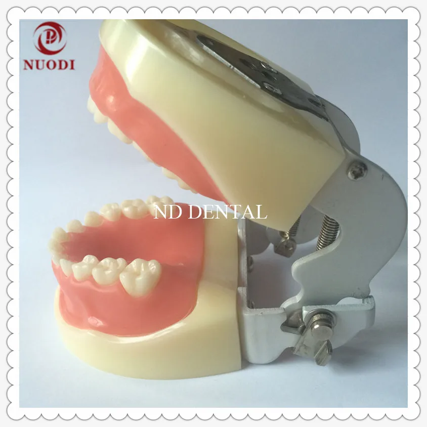 

Dental Child tooth model Children's oral dental model early children teaching full mouth