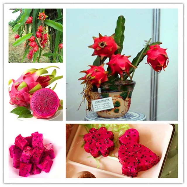 Buy 100 Pcs Red Flesh Dragon fruit Bonsai Nutrition