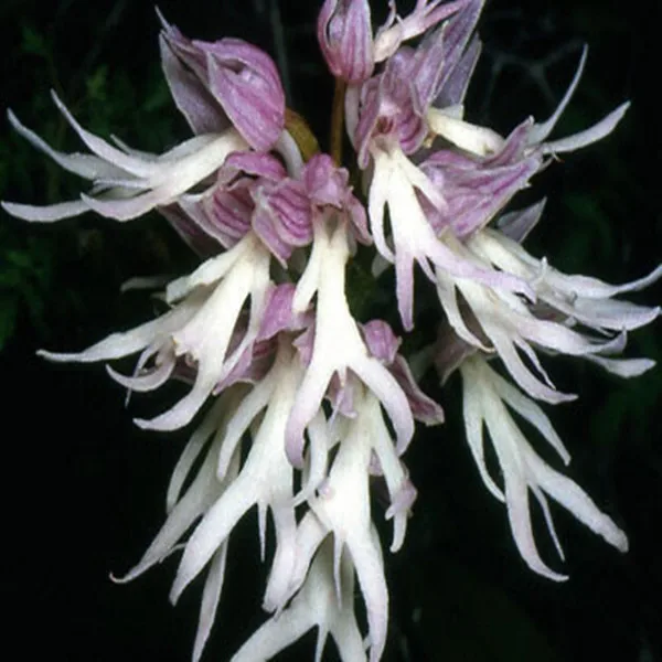 Japanese Flower Radiata Seeds 50pcs Orchid World's Orchids Species